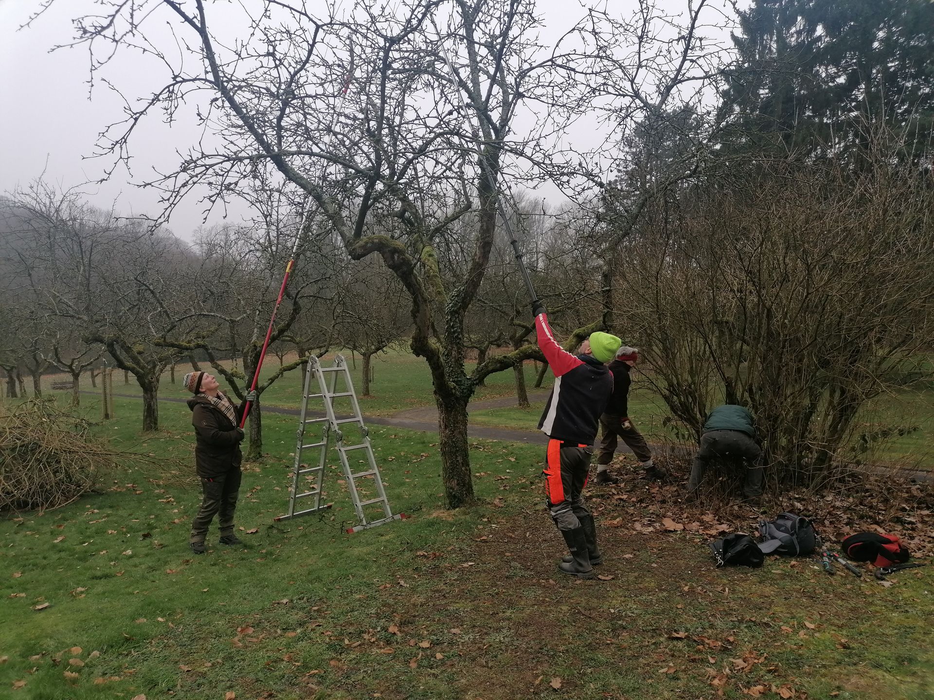 Auf dem Bild sind drei Obstbaumpfleger zu sehen die einen alten Apfelbaum schneiden.