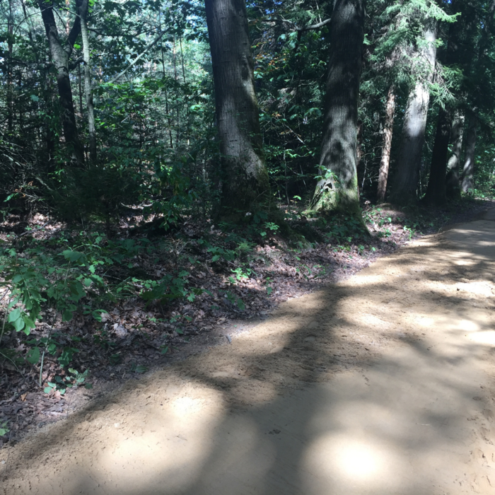 Auf dem Bild ist ein Wanderweg im Königsforst zu sehen.